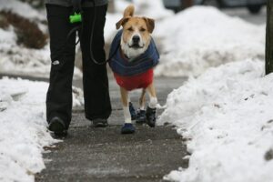 Winter Dog Walking